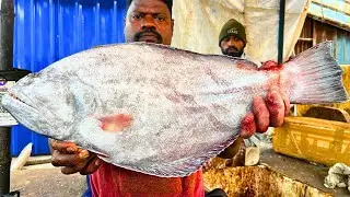 KASIMEDU 🔥 SPEED SELVAM | NAAKKU FISH CUTTING VIDEO | FF CUTTING 🔪