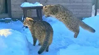 У ДИКИХ КОТОВ ЗИМНЯЯ ЛЮБОВЬ