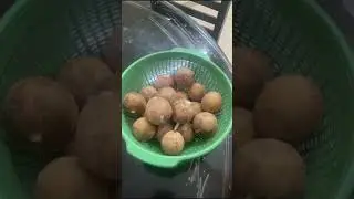 sapotta fruit/chikoo fruit plant#gardening #yt studio