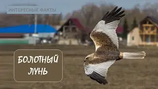БОЛОТНЫЙ ЛУНЬ🦅/Животные life/Птицы/Животные/Интересные факты