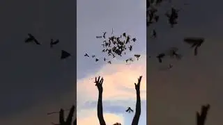flying 🕊️ wow 😲😳😲 #shortsvideo #ytshorts #video #wow #fly #shorts #slomotion #trending #viral 💯🔥🔥🔥