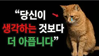 고양이의 감정을 매일 상처 입히는 11가지 실수