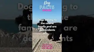 🐶HIDDEN Dog Facts to BLOW Your Mind #SHORTS #dogs #facts #letslearn #fyp