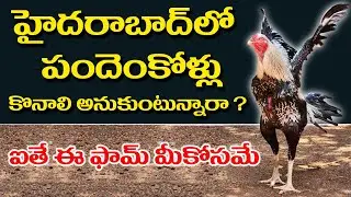 Surya Pandemkolla farm in Aziznagar Hyderabad | Farm Tour |  Pandem Kollu in Hyd