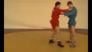 Sambo sambis
