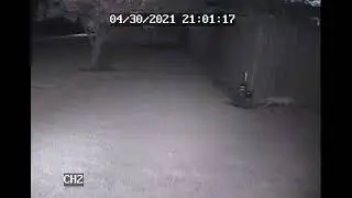 cat alarm