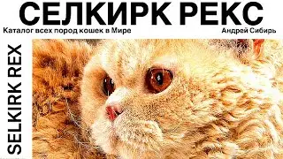 СЕЛКИРК РЕКС. ВСЕ ПОРОДЫ КОШЕК МИРА. SELKIRK REX.