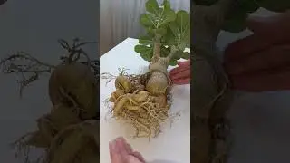 #адениумы #adenium Пересадка 9 летнего адениума, выращенного из семян,в правильный грунт!