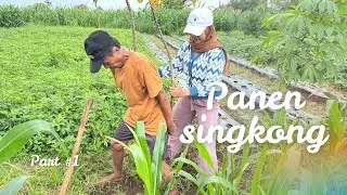 Panen singkong best‼️menikmati hidup di desa