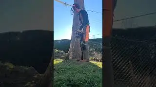 Taking down Spruce Tree