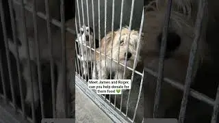 #DogsInNeed#RescueDogsMatter#CanineRescueSupport#DogsDeserveOurHelp#PawsInNeed#SaveTheStrays