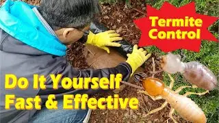 DIY Termite Control 01, The Method for Detection and Elimination, Fastest and Most Effective