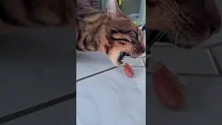 Wurmi schluckt sie..