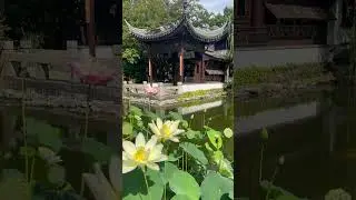 🪷