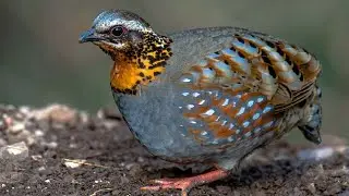 Rufous throated Partridge (Arborophila rufogularis) calling with crescending notes at the end