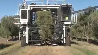 1 Boundary Bend Olive Oil