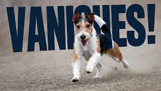 Fox Terrier's Hunting Prowess: A Natural Instinct