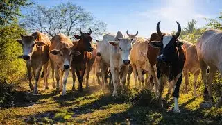 Kawanan Sapi Lembu Kampung Berlari Larian Menuruni Perbukitan Hijau Menuju Perkampungan