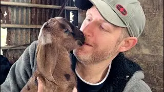 Newborns for New Years | Catching Up on Farm Life
