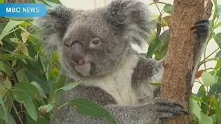 平川動物公園５０年①　元園長が語る歩み「初来日コアラは腫れ物に触るように…」(2022年10月13日放送)