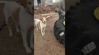 Фермерская собака ОБУЧЕНА замене шин, ха-ха-ха #фермерскаяжизнь #забавнаяферма #трактор 7810 John...