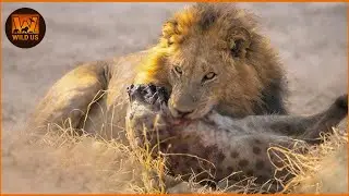Most Terrifying Lion Attacks Ever Recorded | Lion vs Hyena | Wild Animals