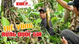 Câu Cá Trê Vàng Trong Rừng Quốc Gia U Minh Hạ