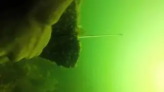 Spearfishing Niantic River, CT