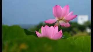 #video #love #viral #nature #status #reels 