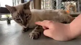 [Blind Cat Rescue Tours!][8/12/19] Afternoon Rescue Tour
