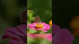 Beautiful Butterfly on a Pink Flower in 4K 🦋🌸 | Peaceful Nature Macro Scene