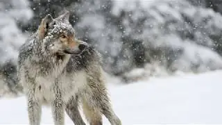 Bwolf's Theme 2 | MuseScore