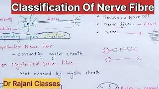 Classification of nerve fibre l Erlanger and Gasser clasification of nerve fibre l CNS Physiology