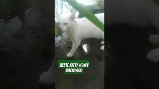 @thebackyard #whitekitty #kittylovers