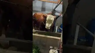 Sapi qurban 2025 | Sapi jumbo bobot 1 ton up