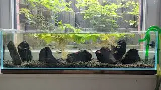 Tanichthys micagemmae im Fensterbank-Pool