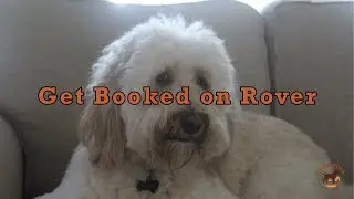 How to Get Your First Rover Client (Pet Sitting Tips for Beginners)