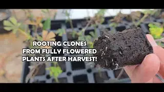 SAVING CUTS FROM ALREADY FLOWERED PLANTS! - ROOTING CLONES AFTER HARVEST!