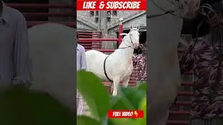 Nukra Famous Pakistani Horse beautiful stallion #horse #horselover #shorts #animal #trendingshorts