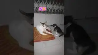 fight cat's Mau baby cat's 😺 #cat #animallife #animallife #catworld #catnews #kittencuddles #tabby