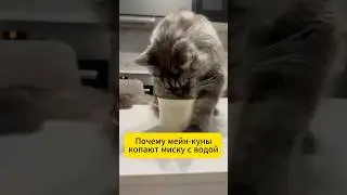 Почему мейн куны копают миску с водой #кошка #кот #котики #бурма #мейнкун #прикольныекоты #факты
