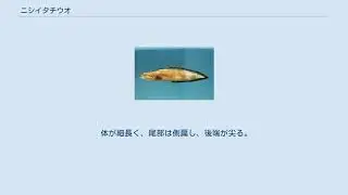 ニシイタチウオ