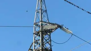 Storni su traliccio dell'alta tensione