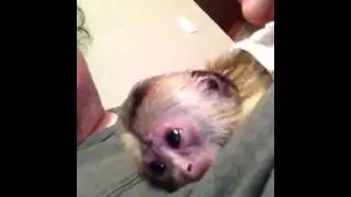 Baby sitting monkey