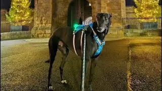 A Silent Dog With a Loud Story