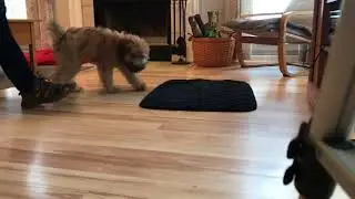 Puppy Training By K9-BootCamp
