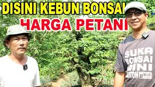 Berkunjung Ke Kebun Bonsai Pak Andi Jakarta Pusat