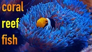 Reef Life is Awesome (4K) 2017 Montage