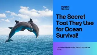 Dolphin Genius: The Secret Tool They Use for Ocean Survival! 🌊🐬