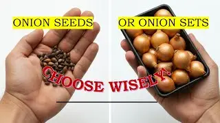Growing Onion sets vs Seeds - What's Best For You!